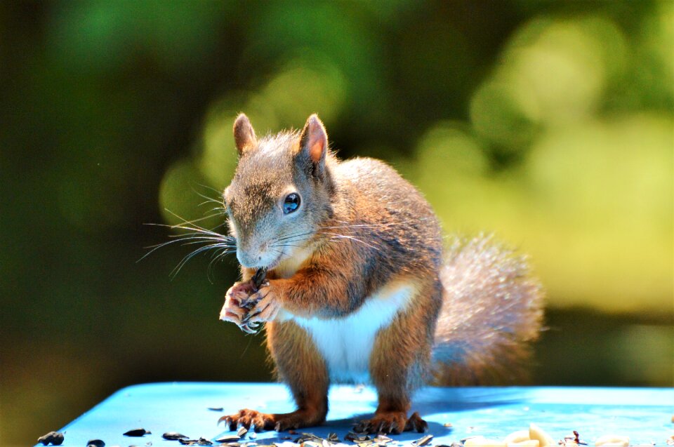 Brown nut possierlich