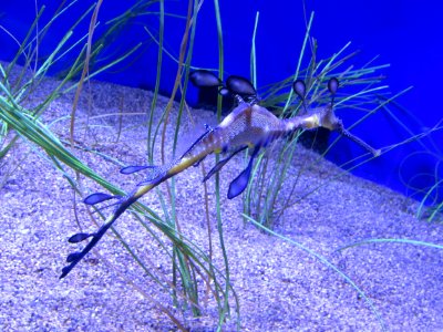 Norwalk, United states, Seahorse