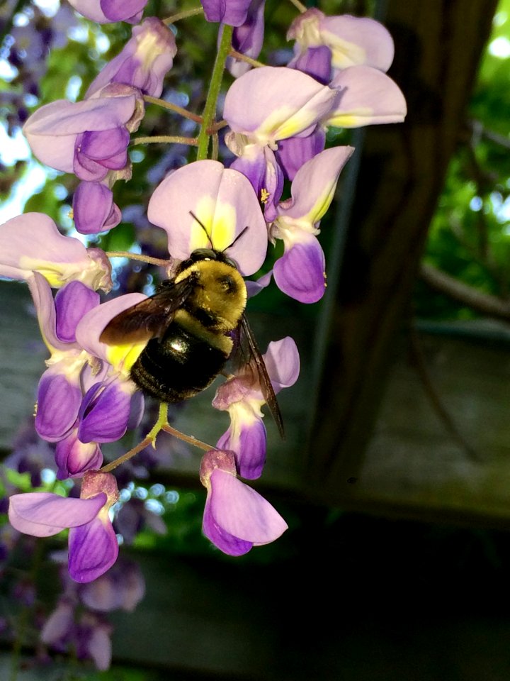 Brookside gardens, Wheaton glenmont, United states