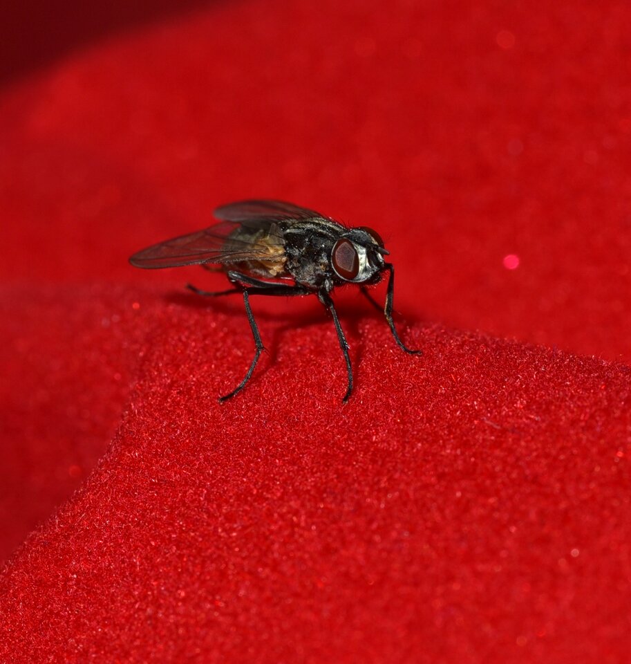 Wing insect close up