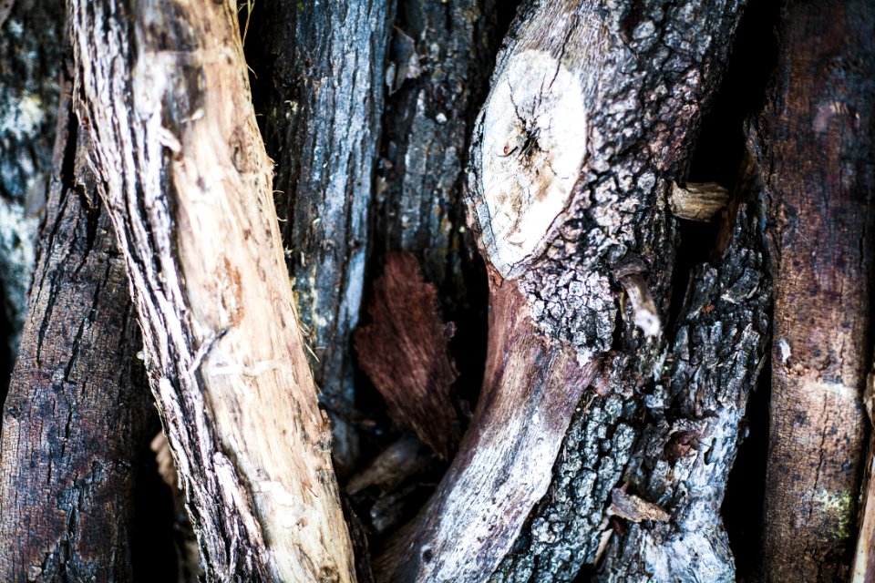 Taos, United states, Wood pile