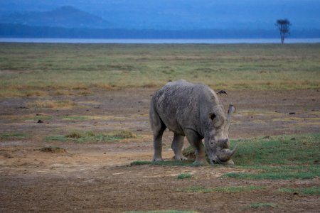 Kenya, Lake nakuru, Morning