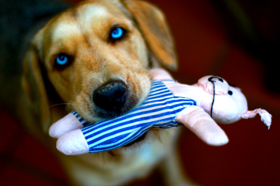 Dog, Love, Catalonia