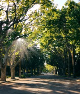 Sun, Spring, Street