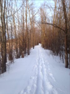 Trees, Forest, Winter