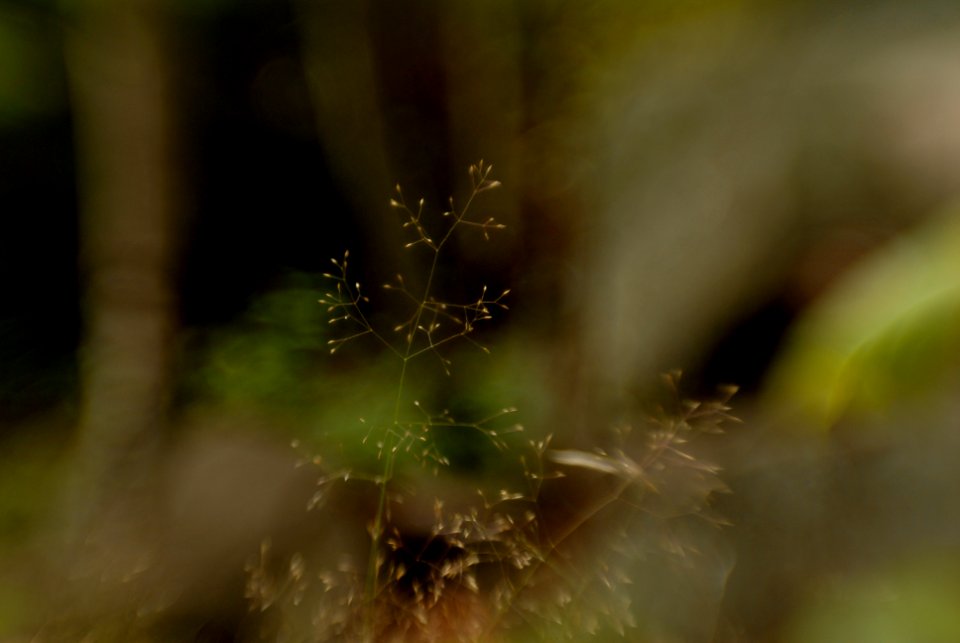 Adirondack mountains, Grass