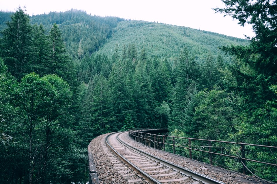 train rail in forest