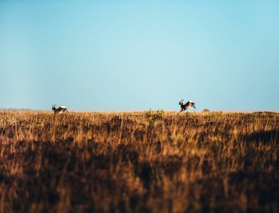 two brown deer running on brown grass field at daytime photo