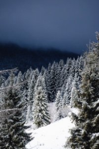 pine trees covered with snow photo