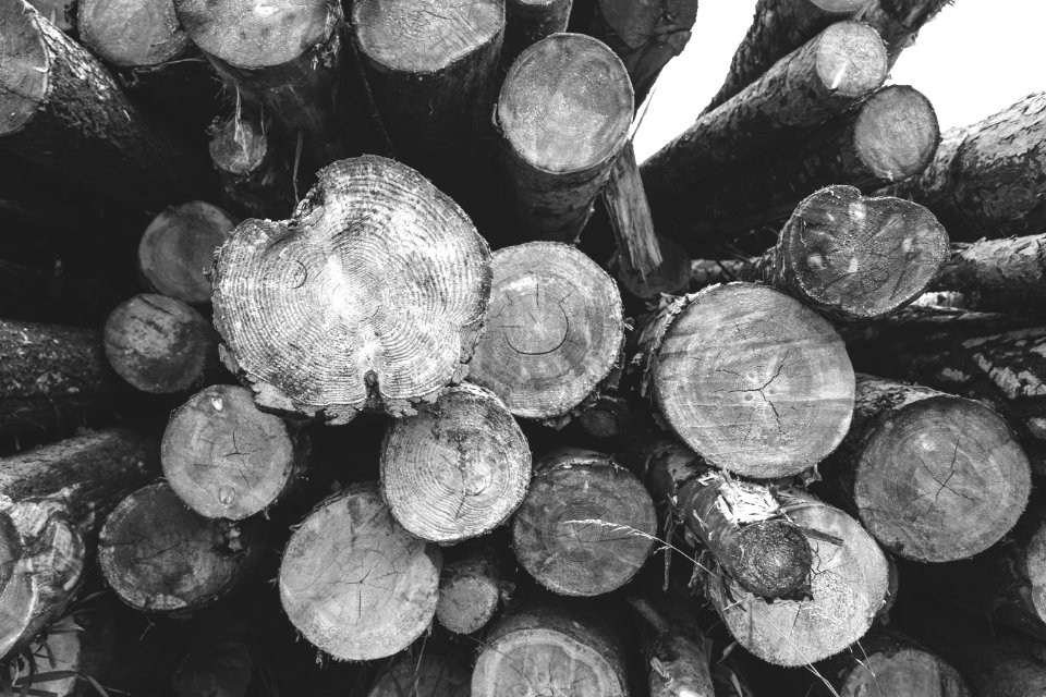 grayscale photo of wood logs