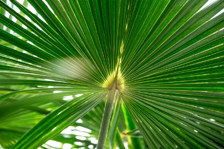 green leaf plant during daytime photo