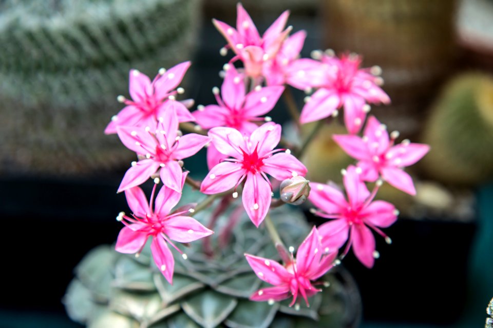 pink flowers in black pot