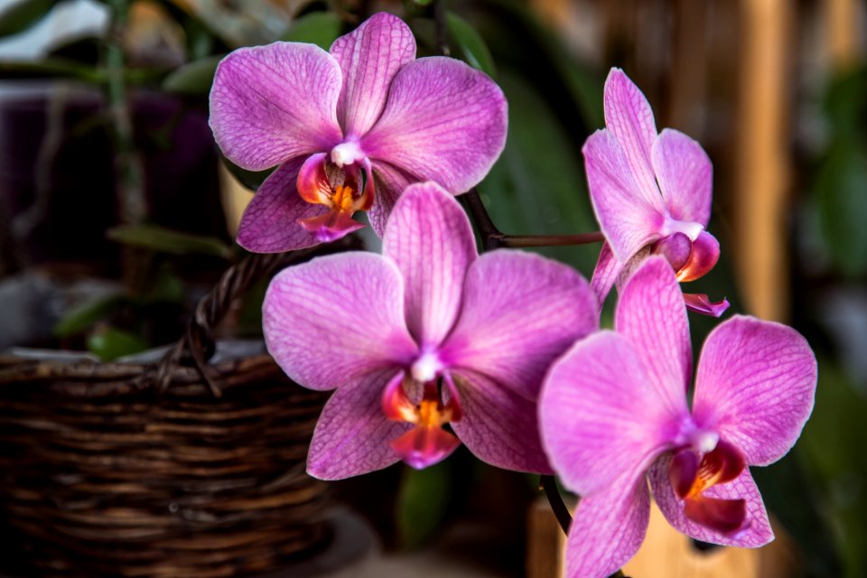 purple moth orchids in brown wicker basket
