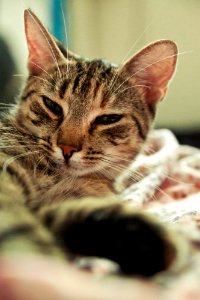 brown tabby cat lying on white and red textile photo