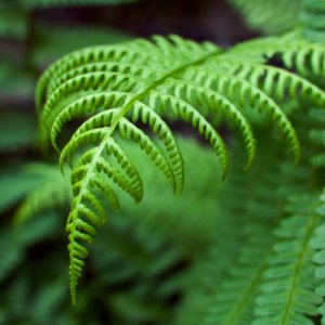 green fern plant in close up photography photo