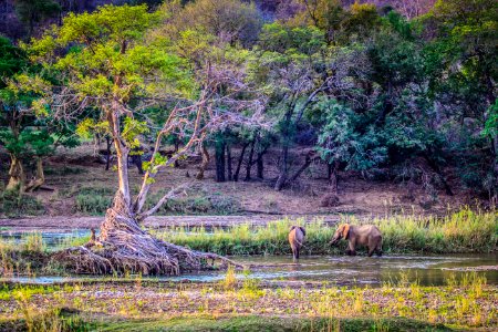 Hoedspruit, South africa, Tree photo