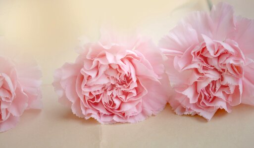 Pink flowers cut flowers petals photo