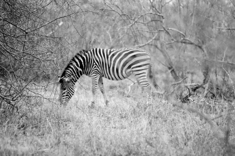 Hoedspruit, South africa, Nature
