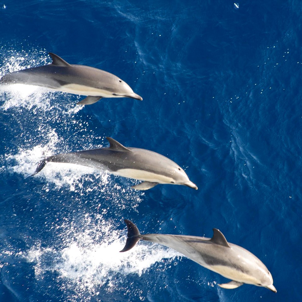 Animal, Deep blue sea, Dolphins