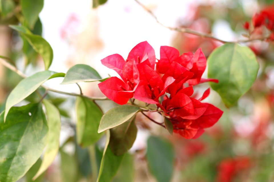 Flower, Red flower