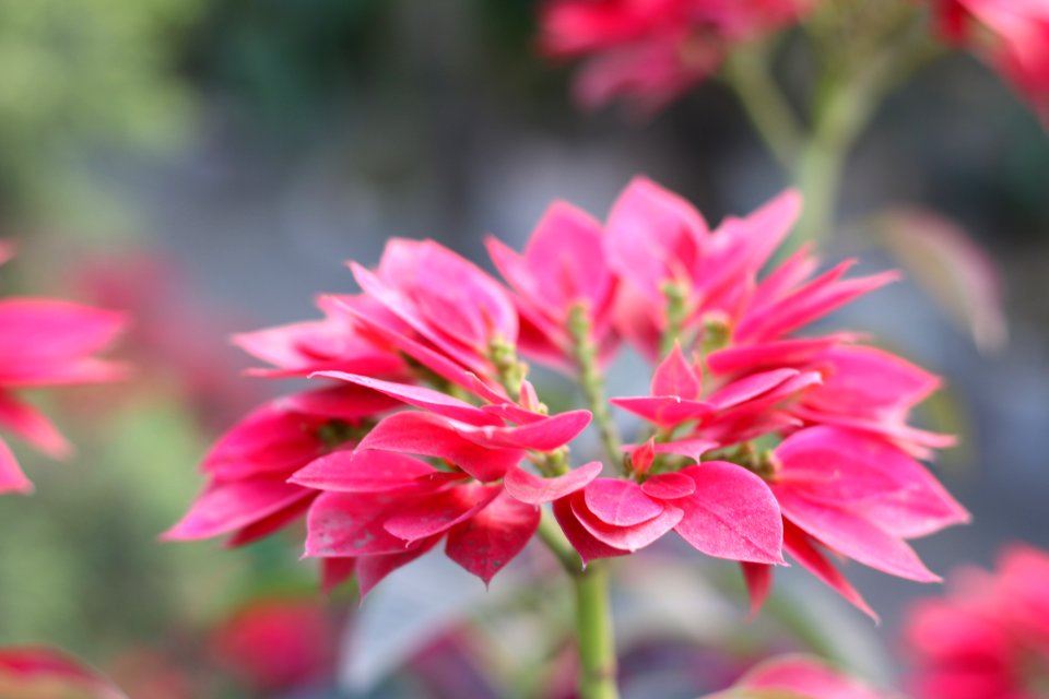 Flower, Flower tree