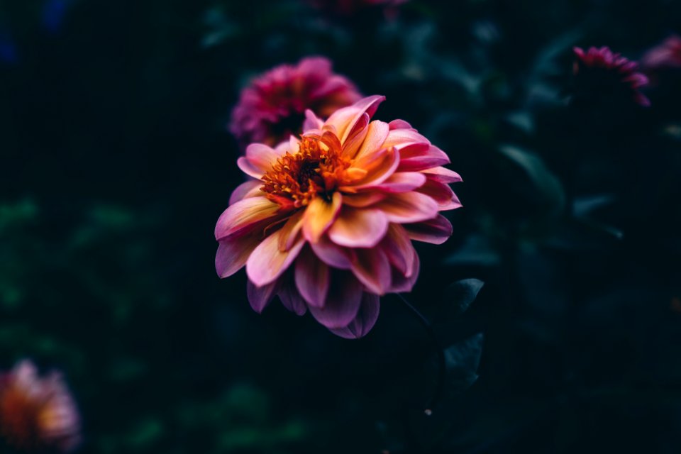 pink and brown petaled flower