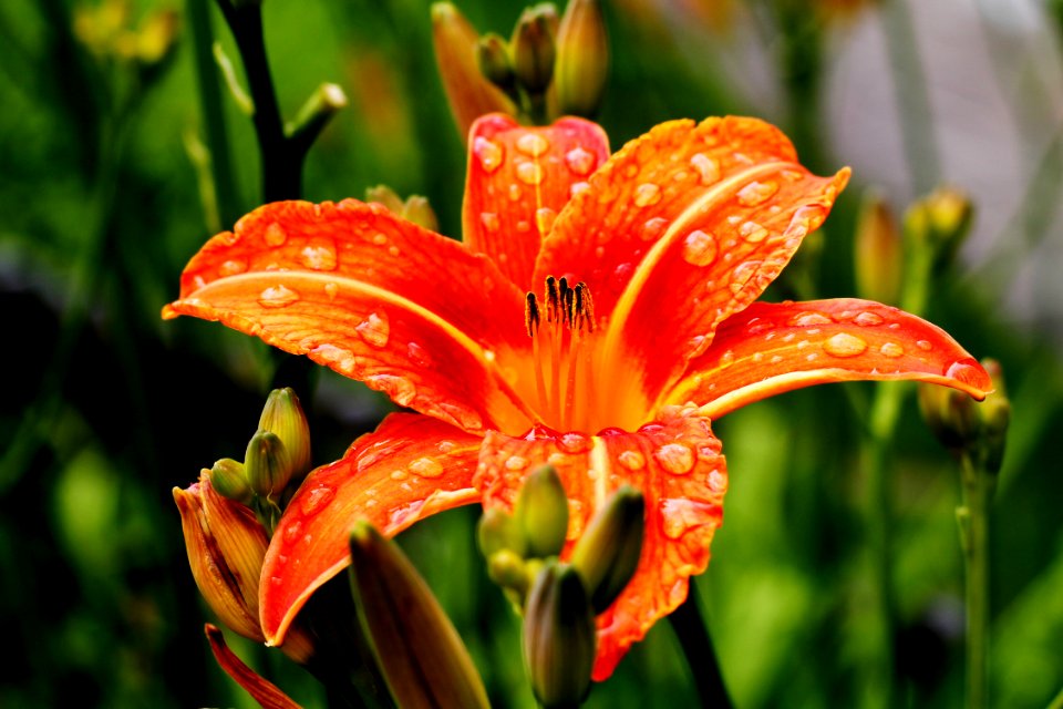 Austria, Nature, Flower