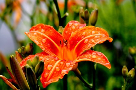 orange lily in shallow focus photography photo