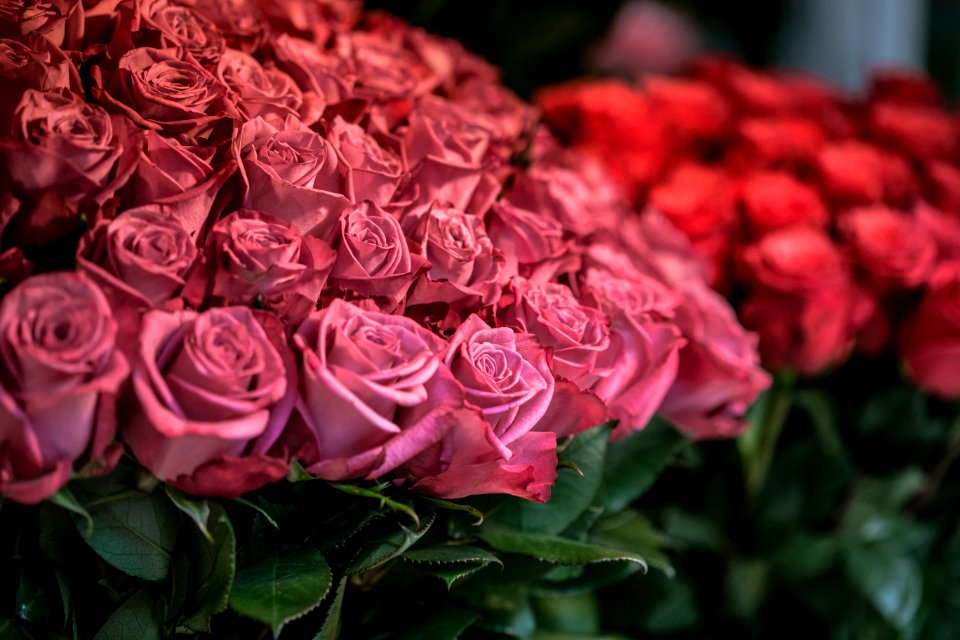 pink roses in close up photography