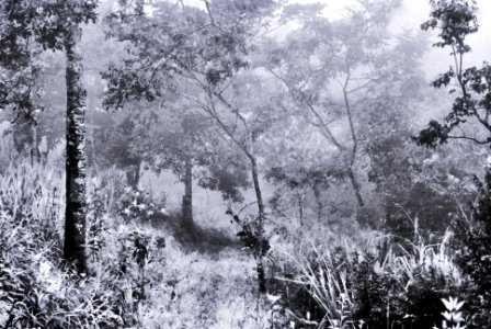 Pinas, Ecuador, Niebla photo