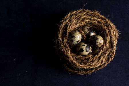four brown and black egg close-up photography
