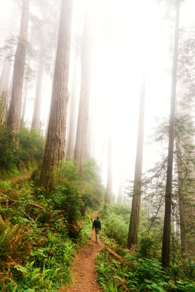 person on forest