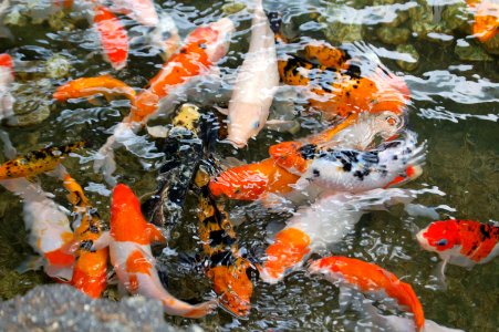 orange-and-grey koi fish photo