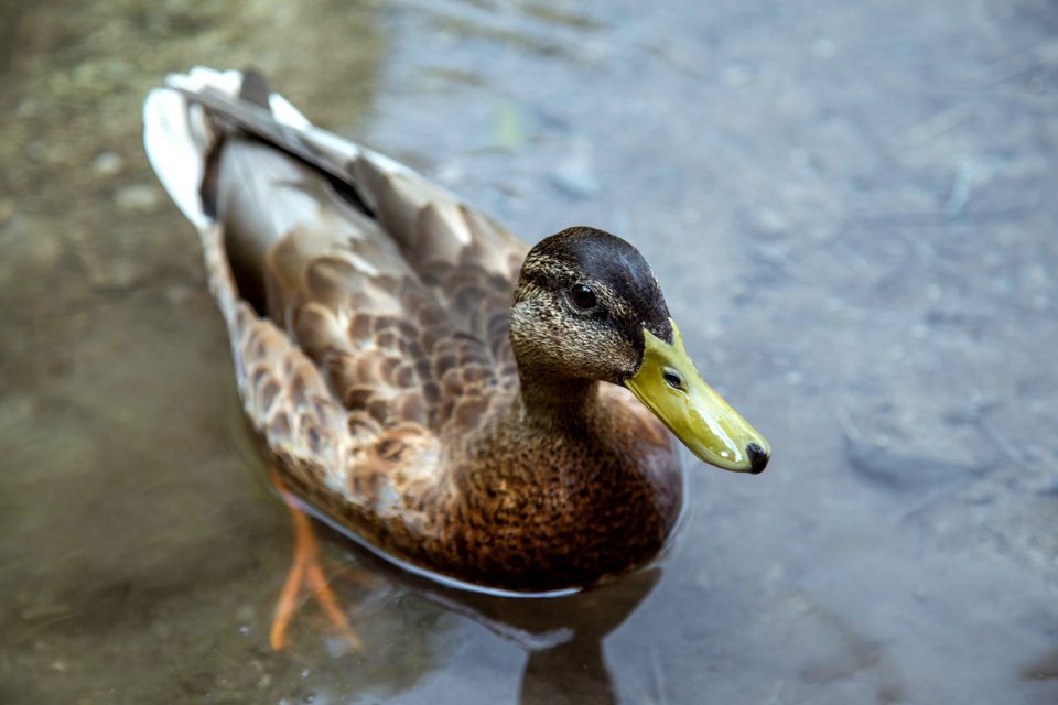 female brown mallard duck floating on water