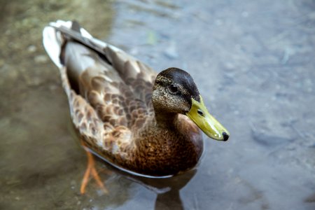 female brown mallard duck floating on water