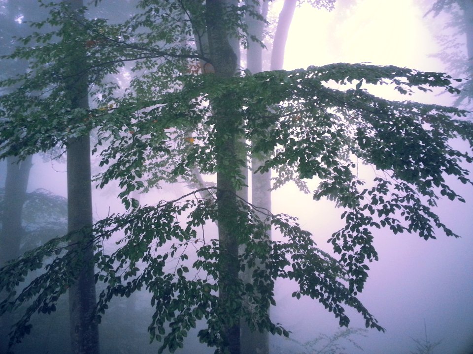 trees surrounded with fog