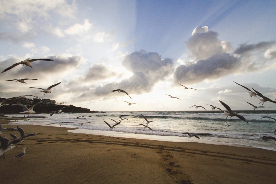 Coast, Water, Morning