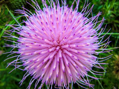 Macro, Texture, Flower