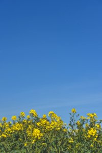yellow petaled flowers under clear blue sky during daytime