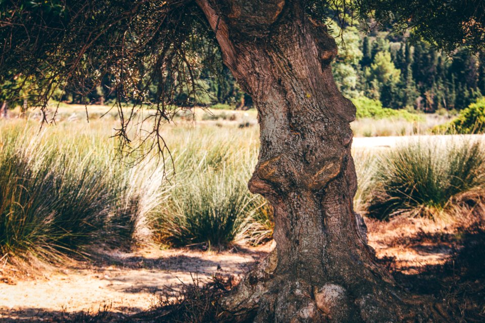 Skiathos, Greece, Olive tree