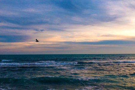 bird flying over the sea during daytime