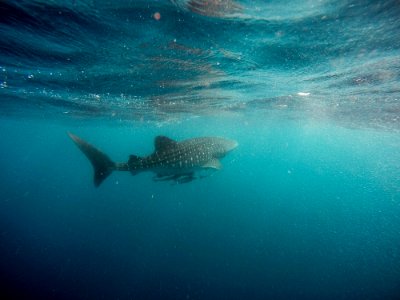 whale shark swimming underwater photo