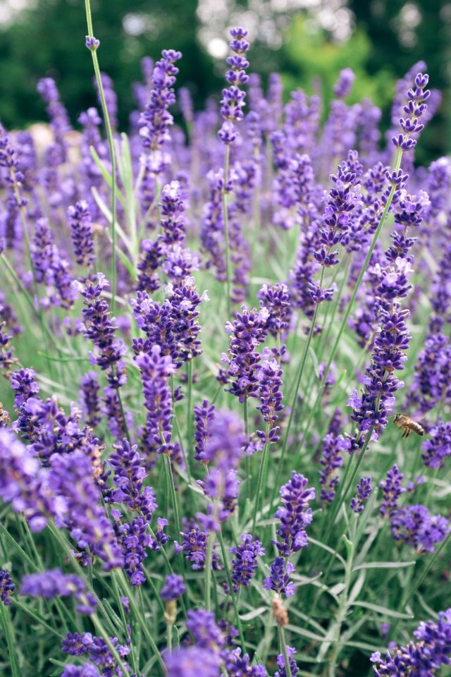 New alresford, United kingdom, Lavender
