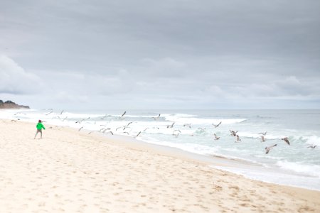 person standing on sand shore near flying birds photo