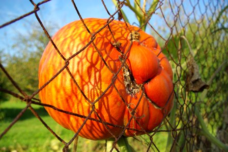Pumpkin halloween fence