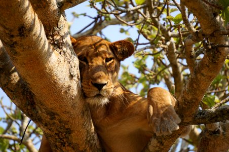 lioness lying on gray tree during daytime photo