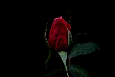 selective focus photography of red rose