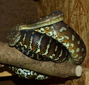 Constrictor reptile python photo