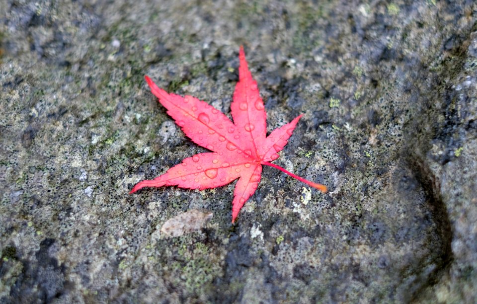 Nordfjordeid, Norway, Leaf