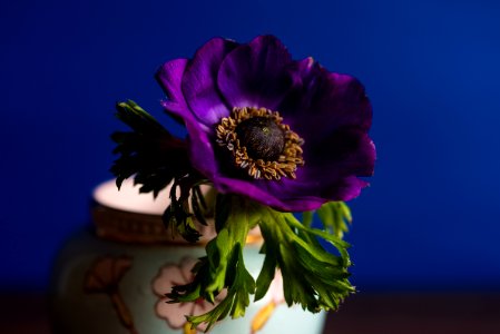 close-up photography of purple petaled flower photo
